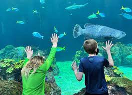 Asian Side Aquarium Tour